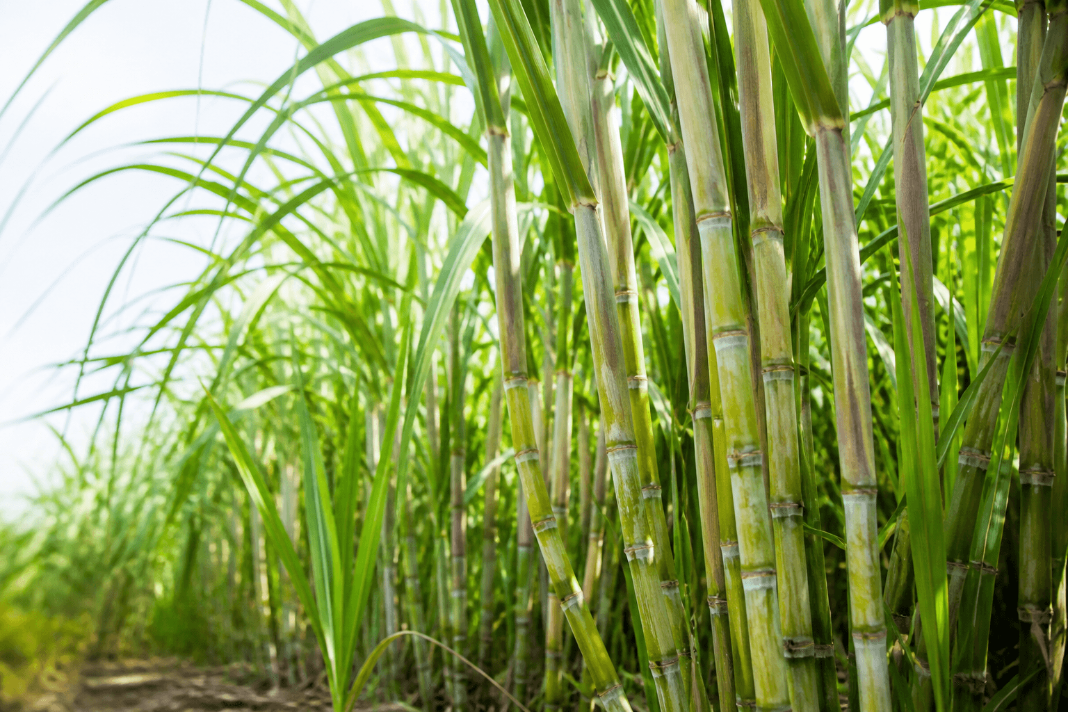 Sugarcane Ethanol — sugarcane stalks